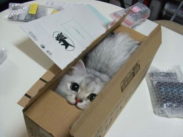 直近で保存した画像見せて！