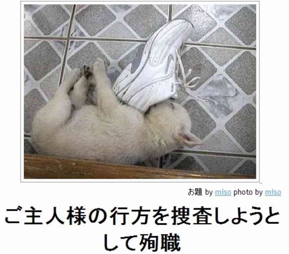 直近で保存した画像見せて！