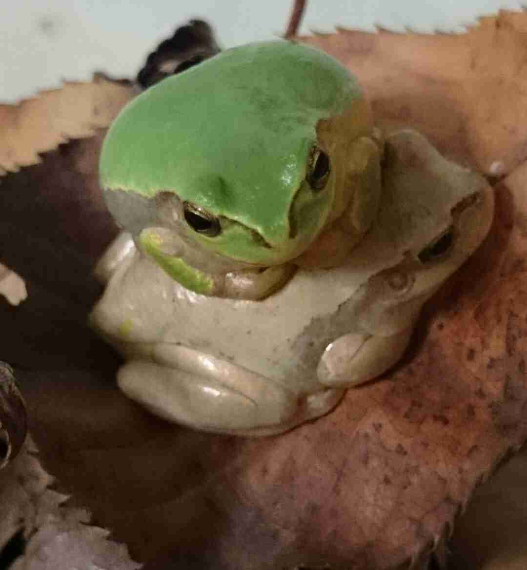 ペットの写真を貼っていくトピ