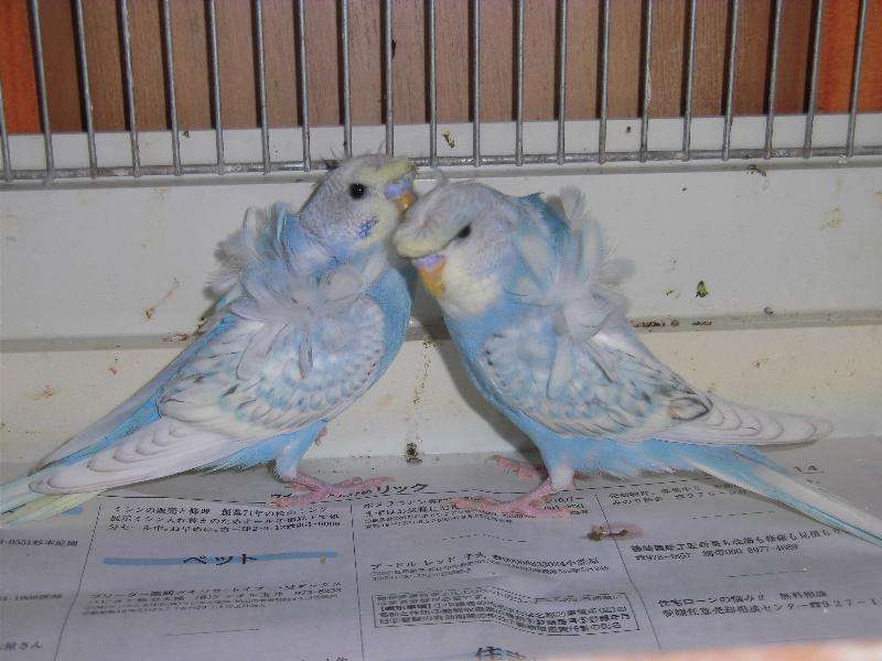 ペットの写真を貼っていくトピ