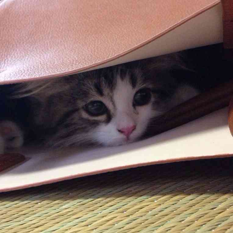 ペットの写真を貼っていくトピ