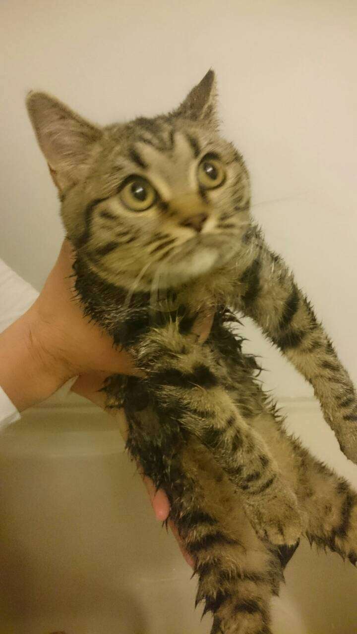 ペットの写真を貼っていくトピ