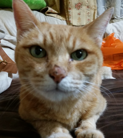 ペットの写真を貼っていくトピ