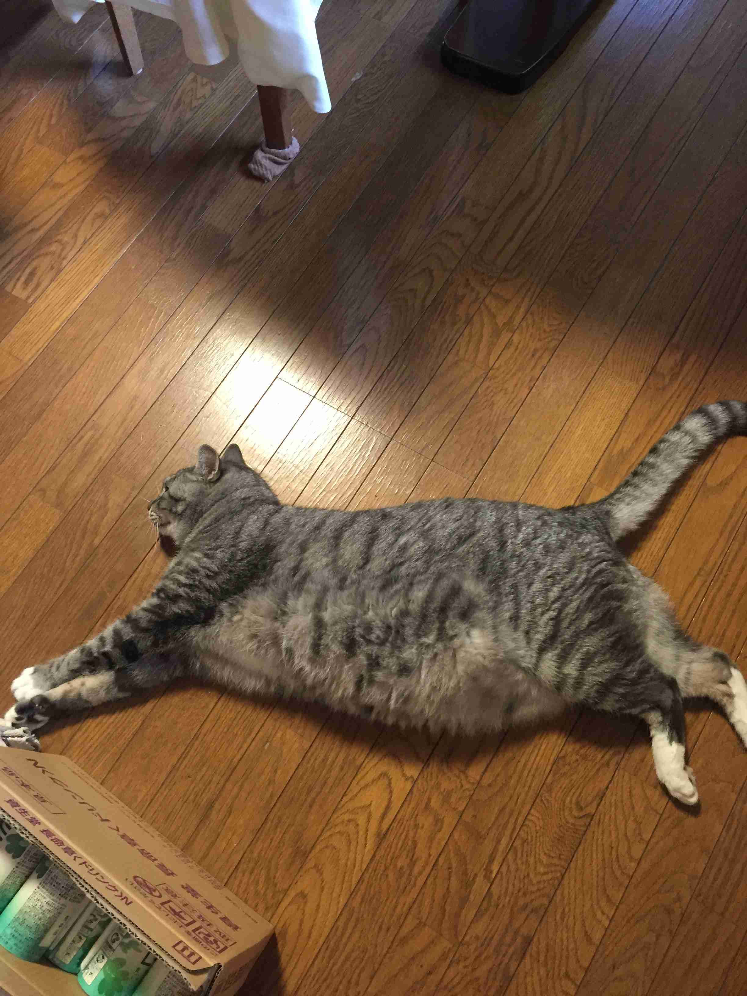ペットの写真を貼っていくトピ