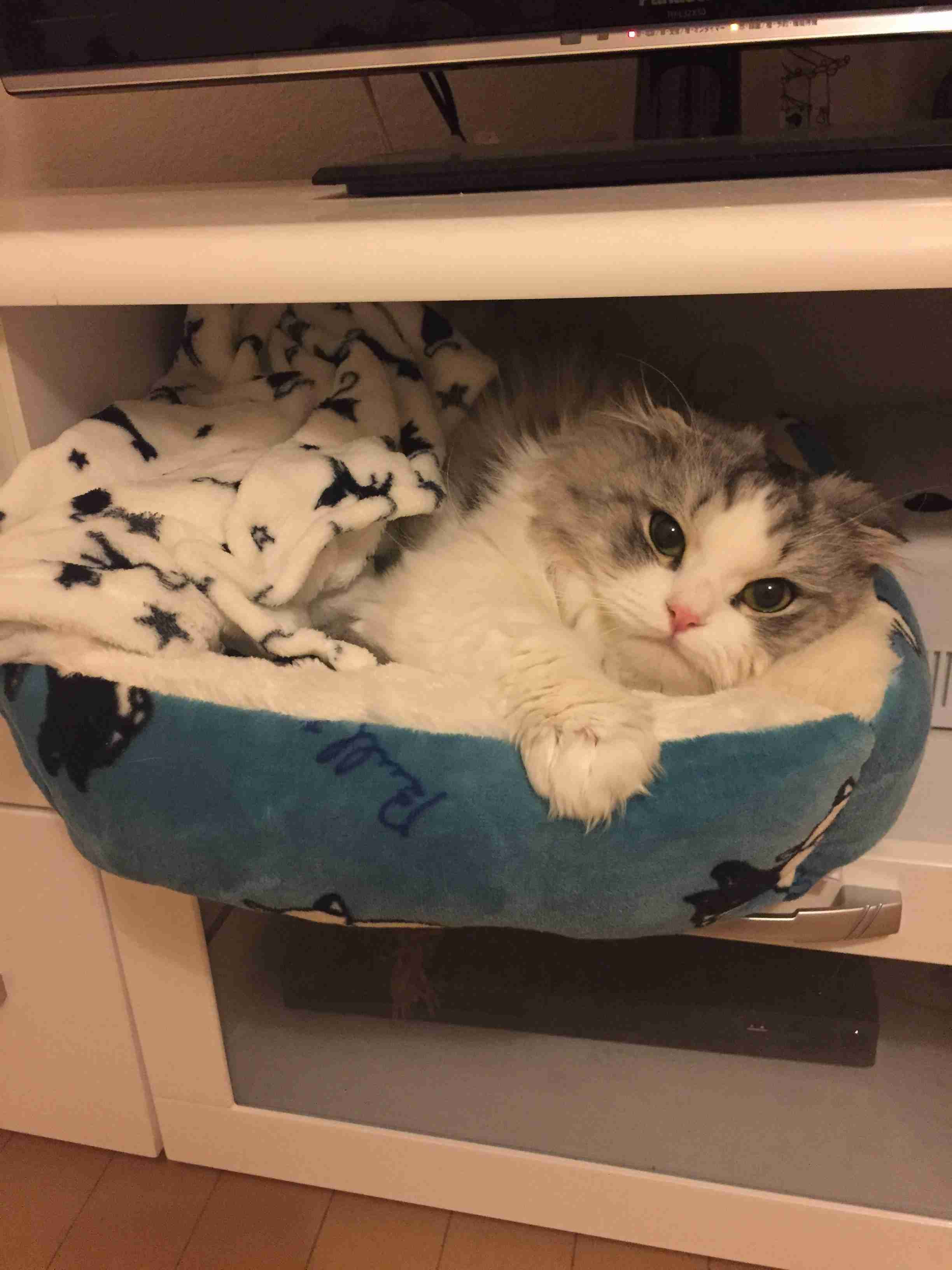 ペットの写真を貼っていくトピ