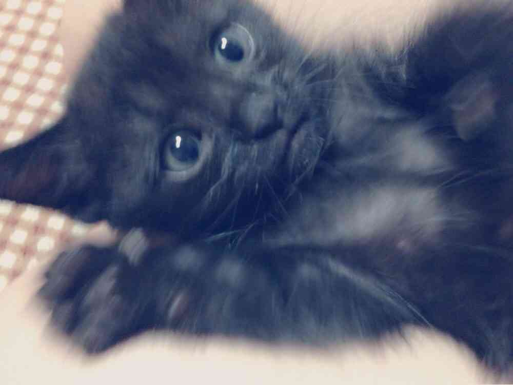 ペットの写真を貼っていくトピ