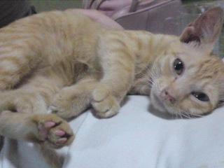 ペットの写真を貼っていくトピ