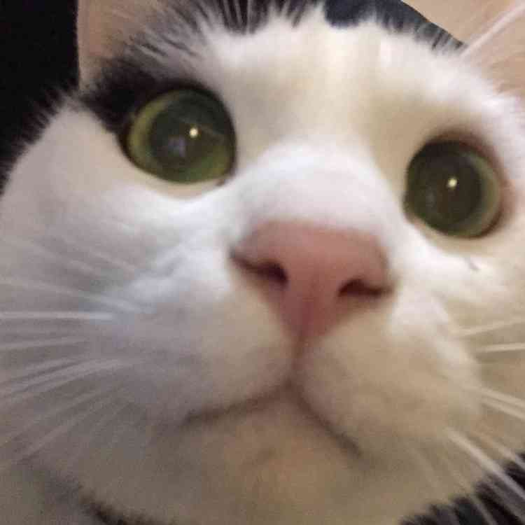 ペットの写真を貼っていくトピ