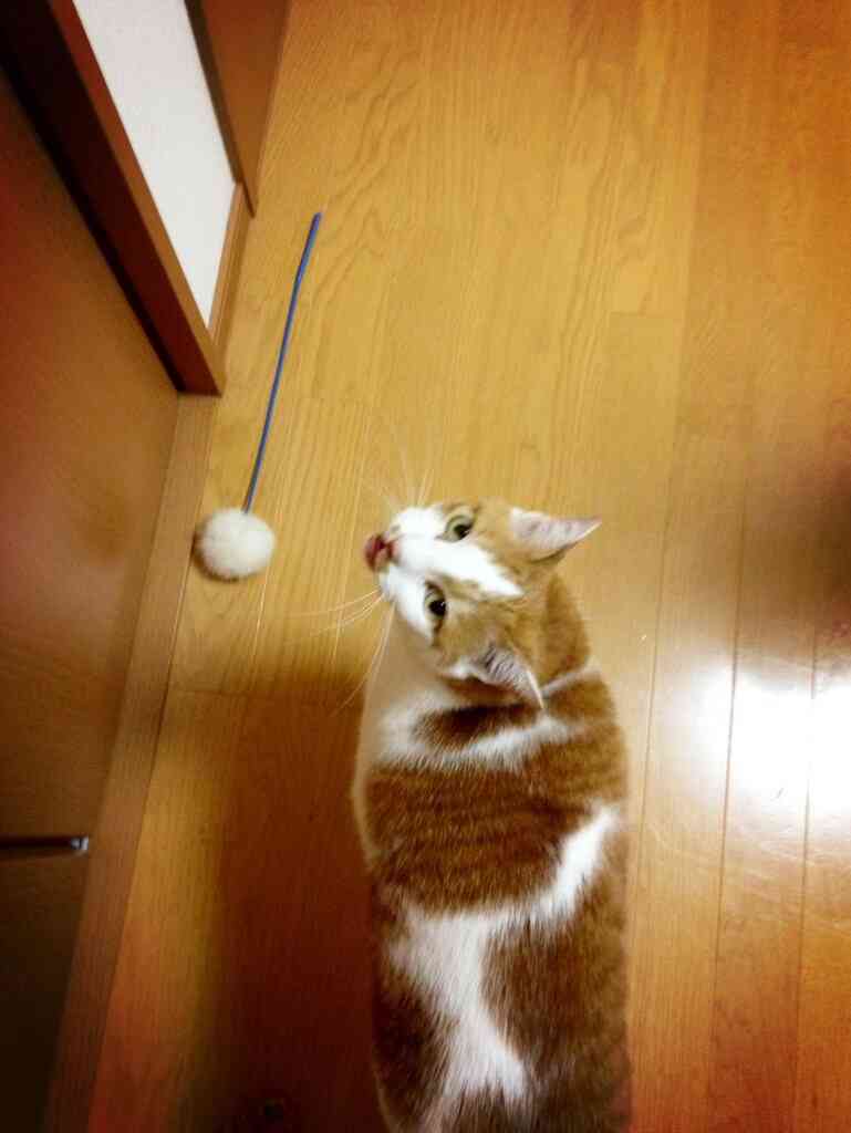 ペットの写真を貼っていくトピ
