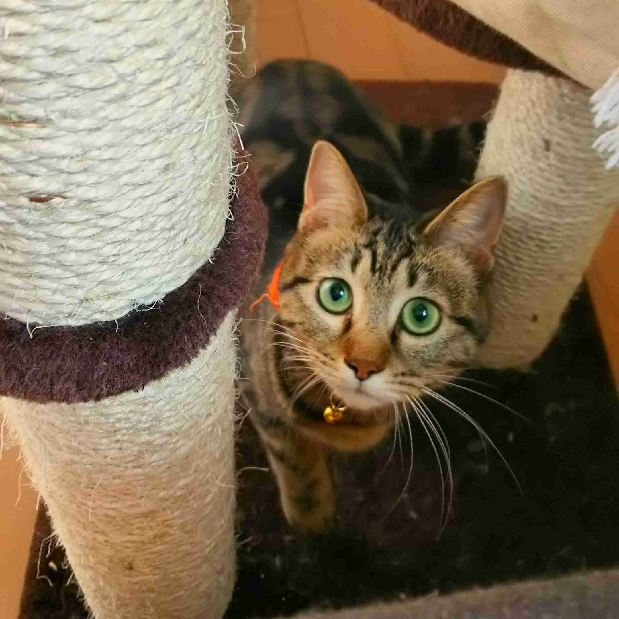 ペットの写真を貼っていくトピ