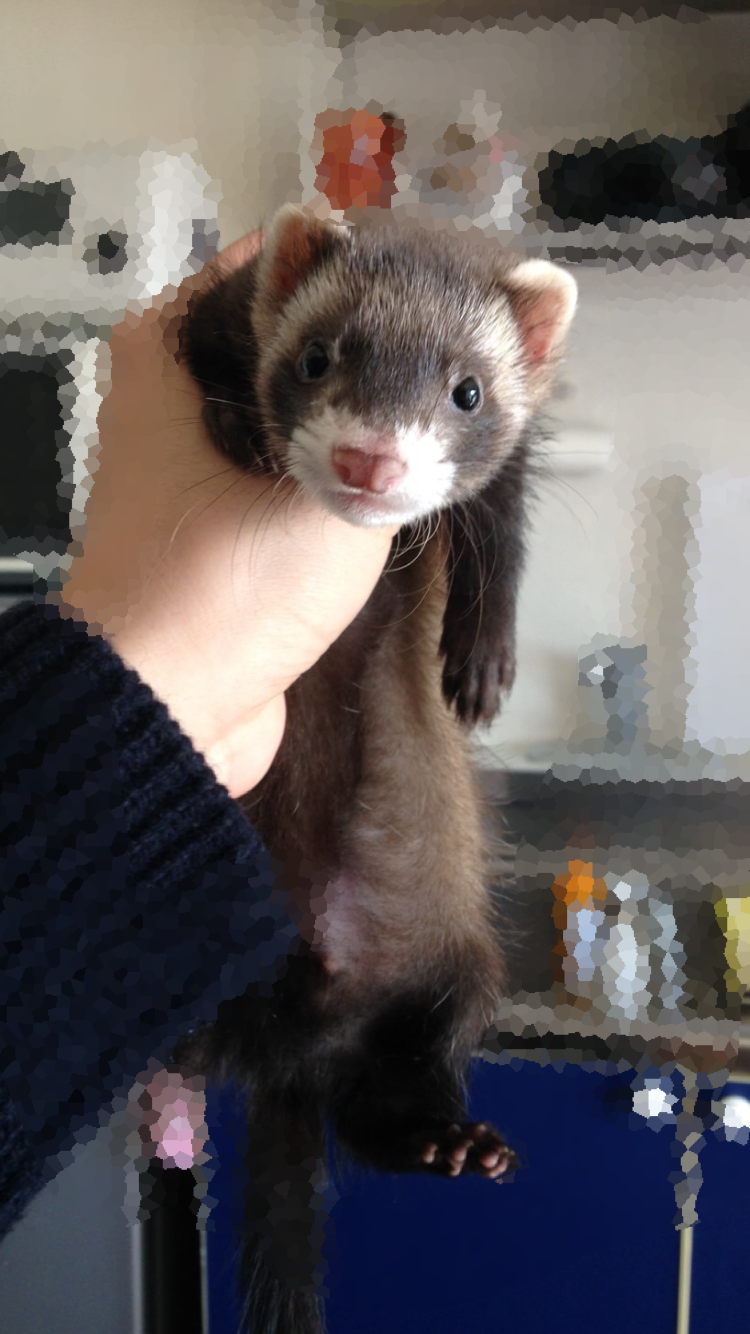 ペットの写真を貼っていくトピ