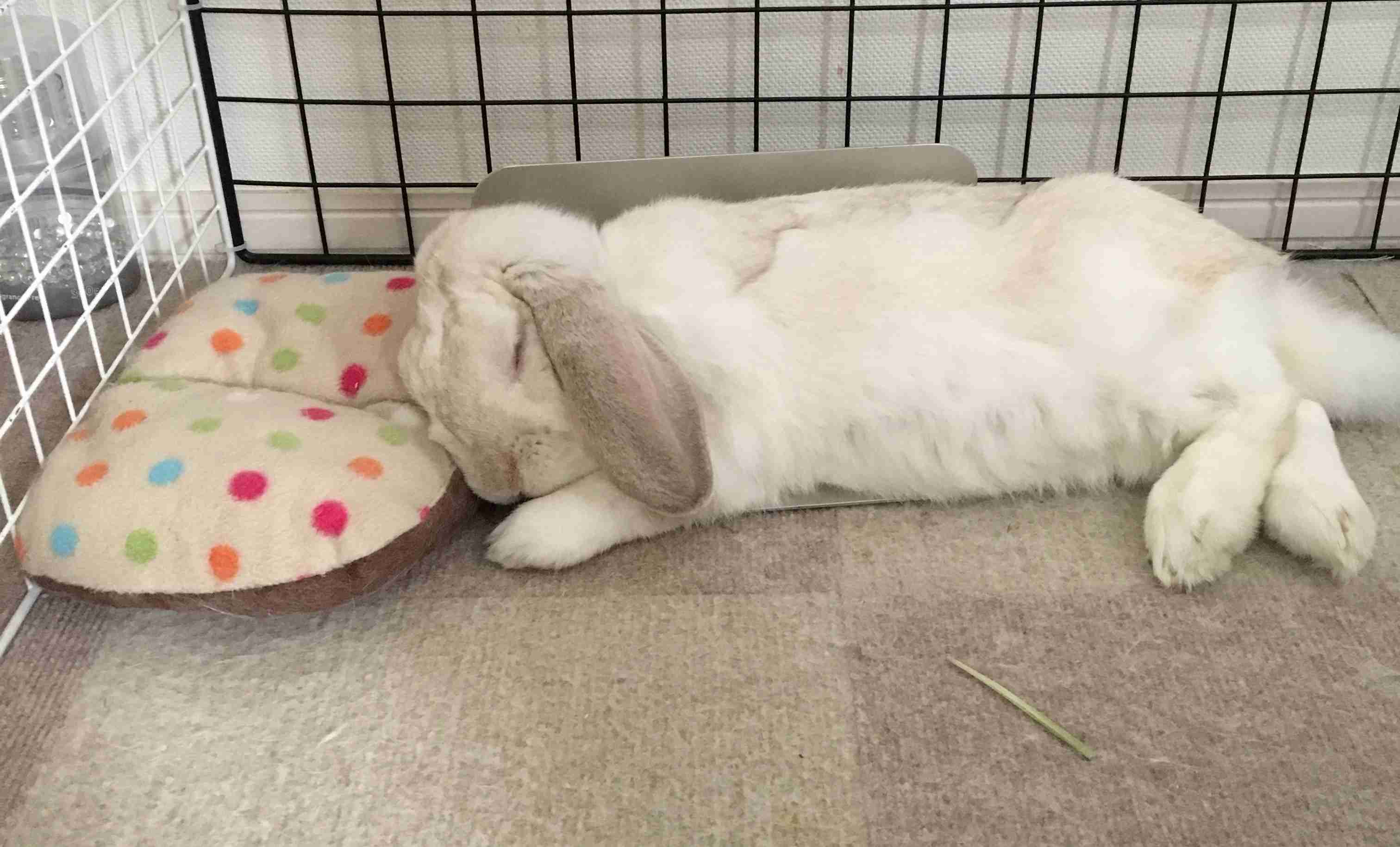 ペットの写真を貼っていくトピ