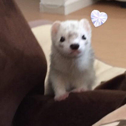 ペットの写真を貼っていくトピ