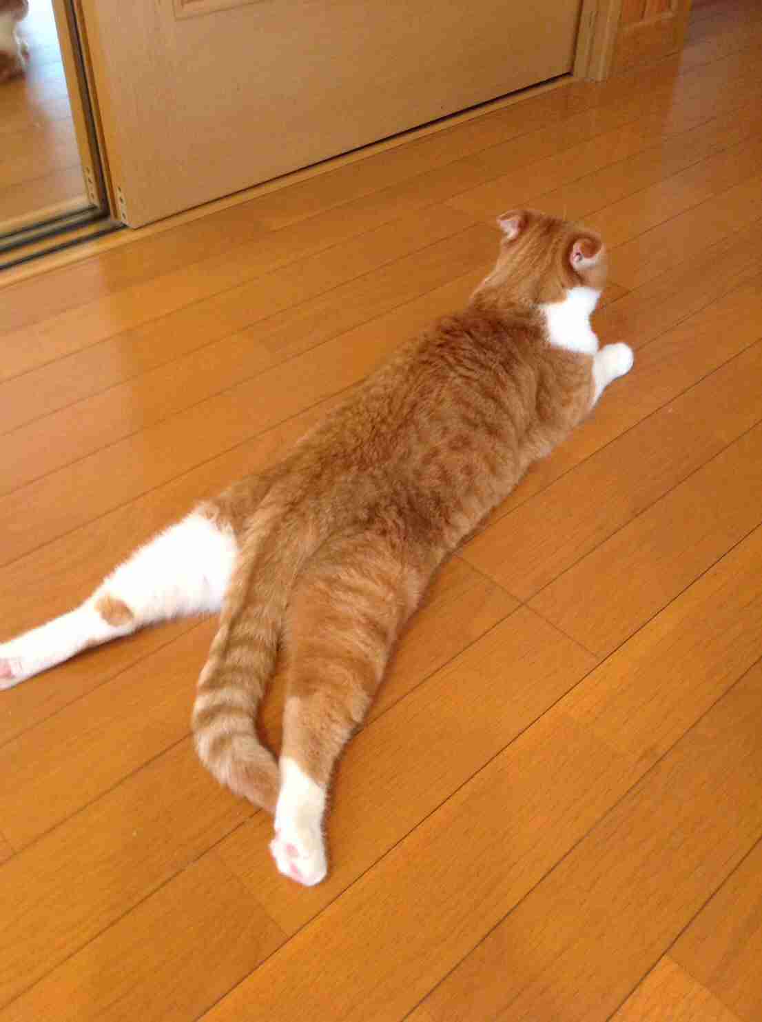 ペットの写真を貼っていくトピ