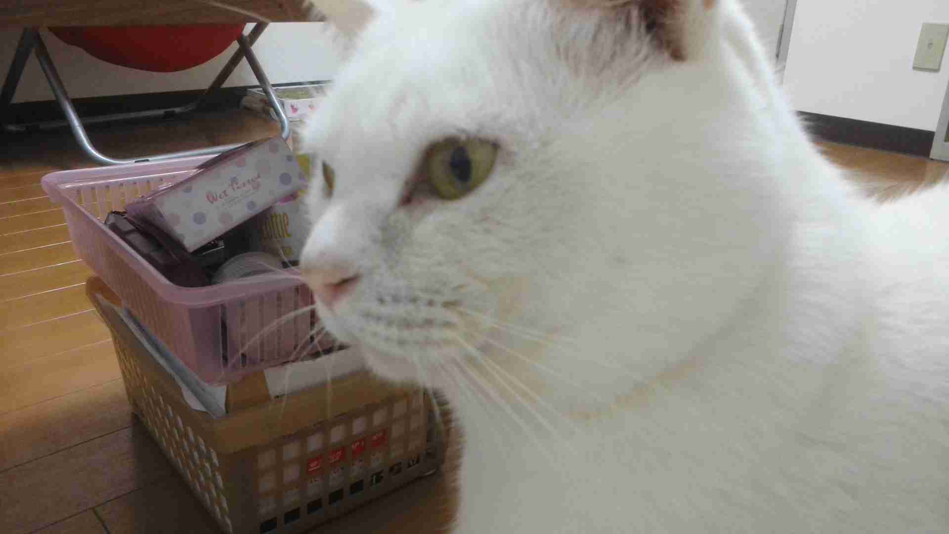 ペットの写真を貼っていくトピ
