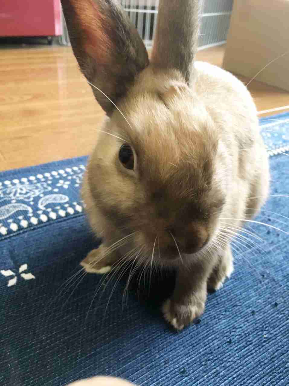 ペットの写真を貼っていくトピ