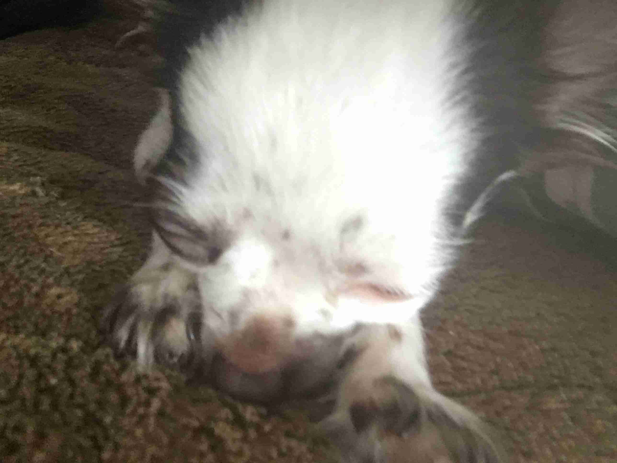 ペットの写真を貼っていくトピ