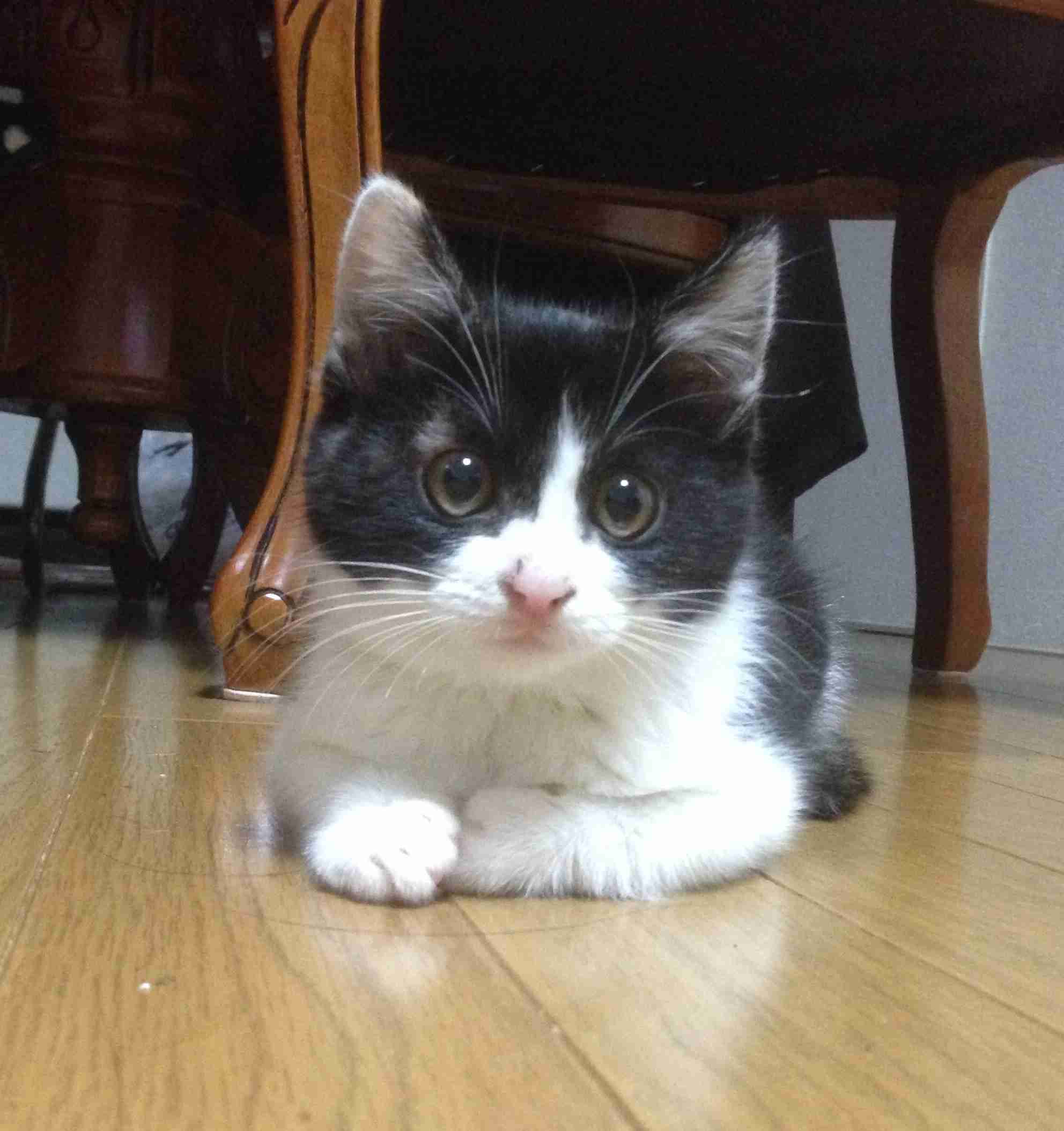 ペットの写真を貼っていくトピ
