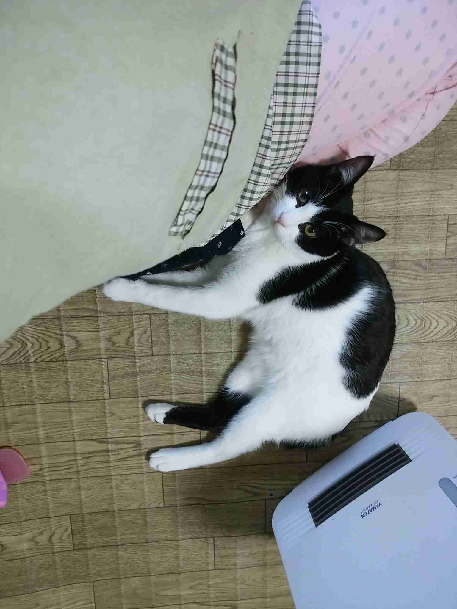 ペットの写真を貼っていくトピ