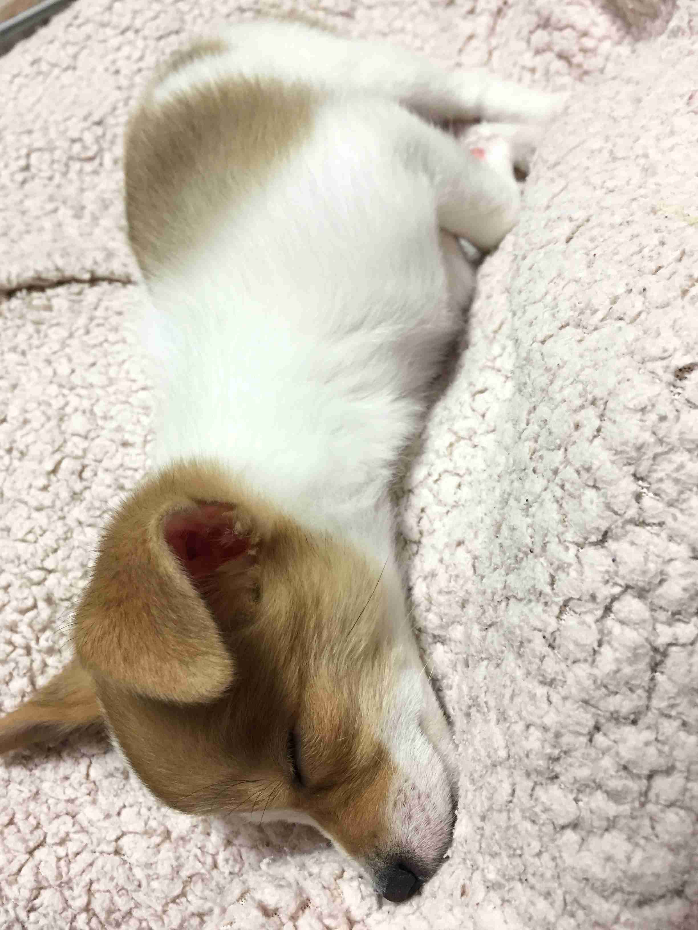 ペットの写真を貼っていくトピ