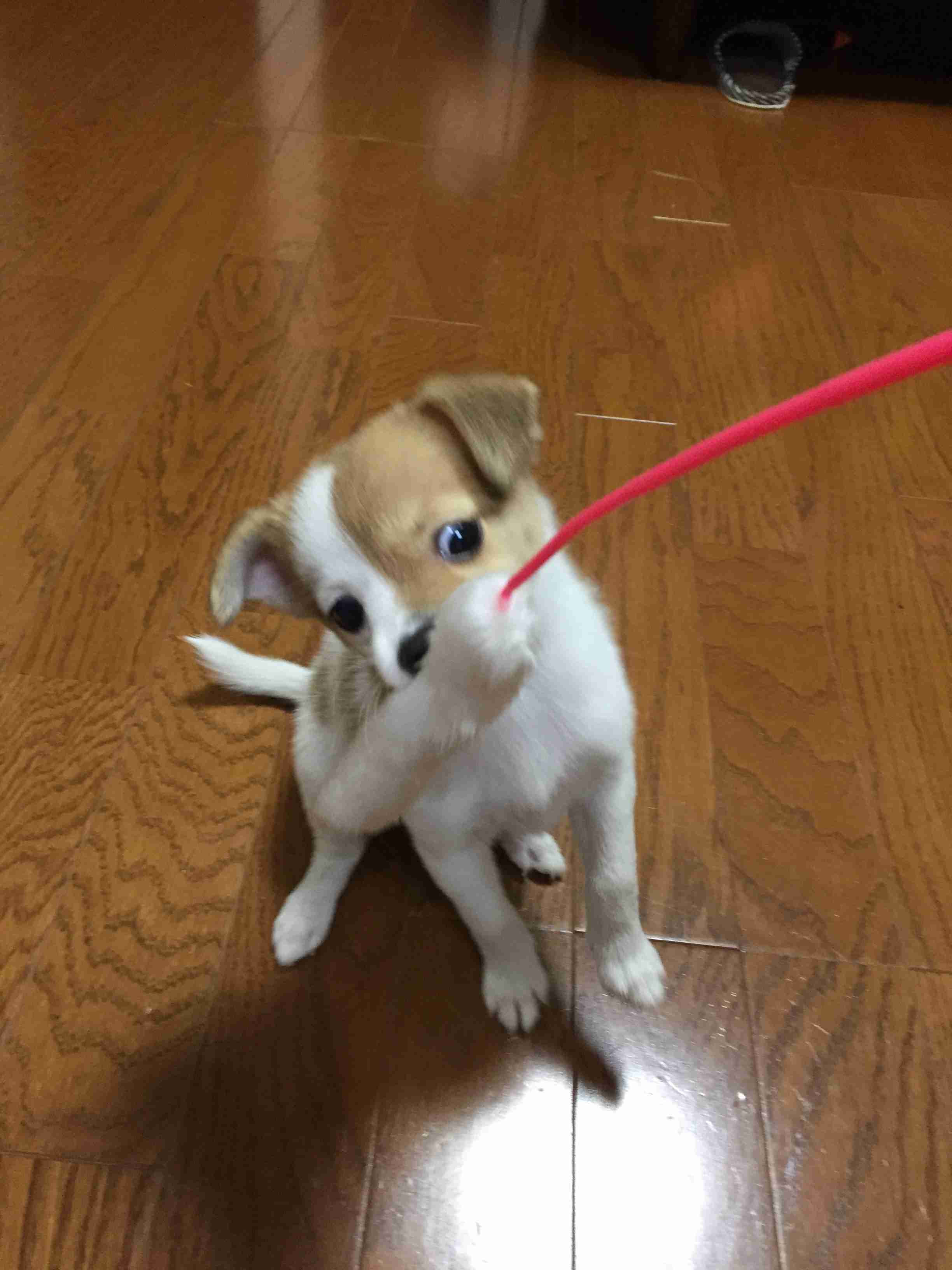 ペットの写真を貼っていくトピ