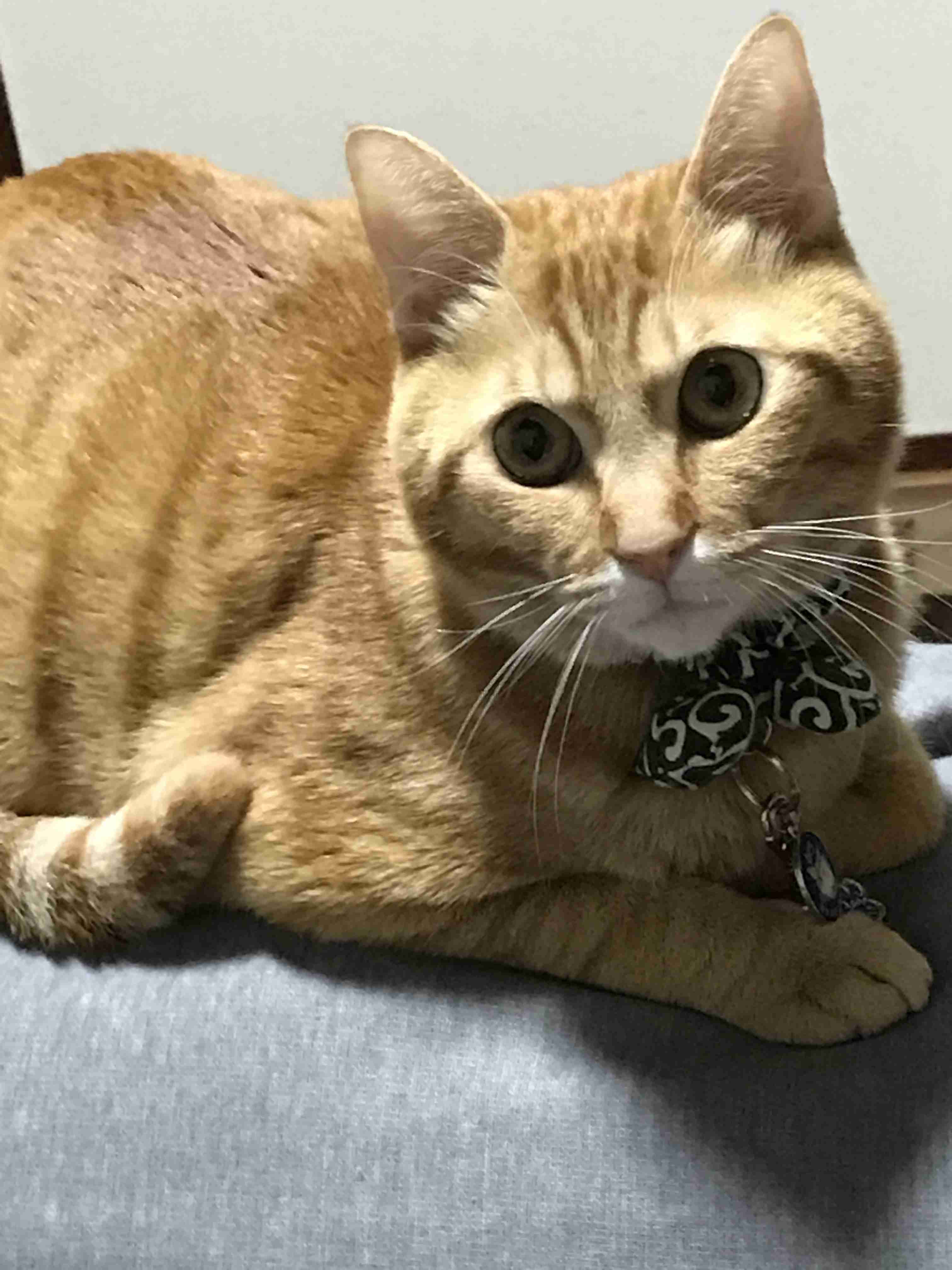 ペットの写真を貼っていくトピ