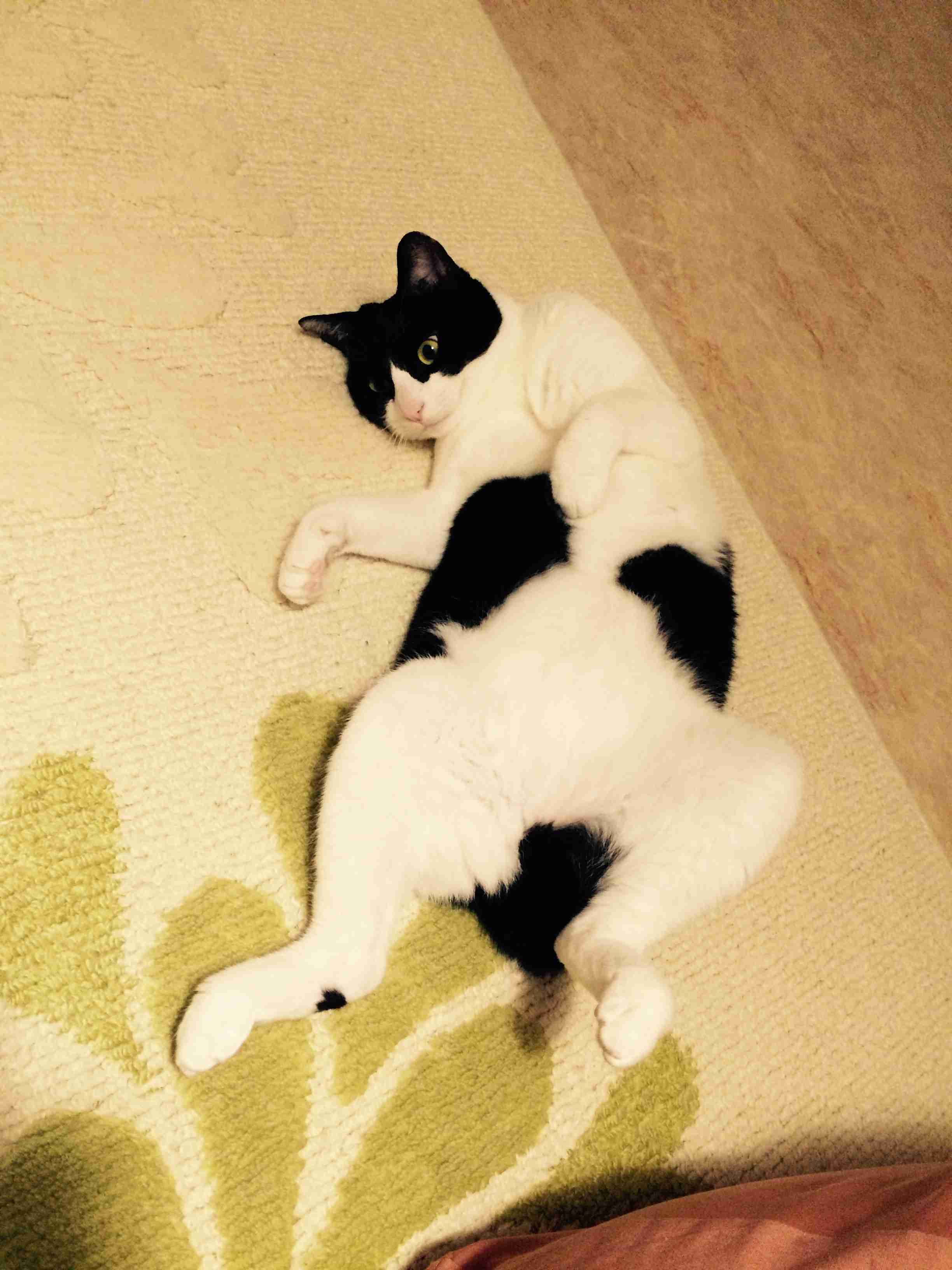 ペットの写真を貼っていくトピ