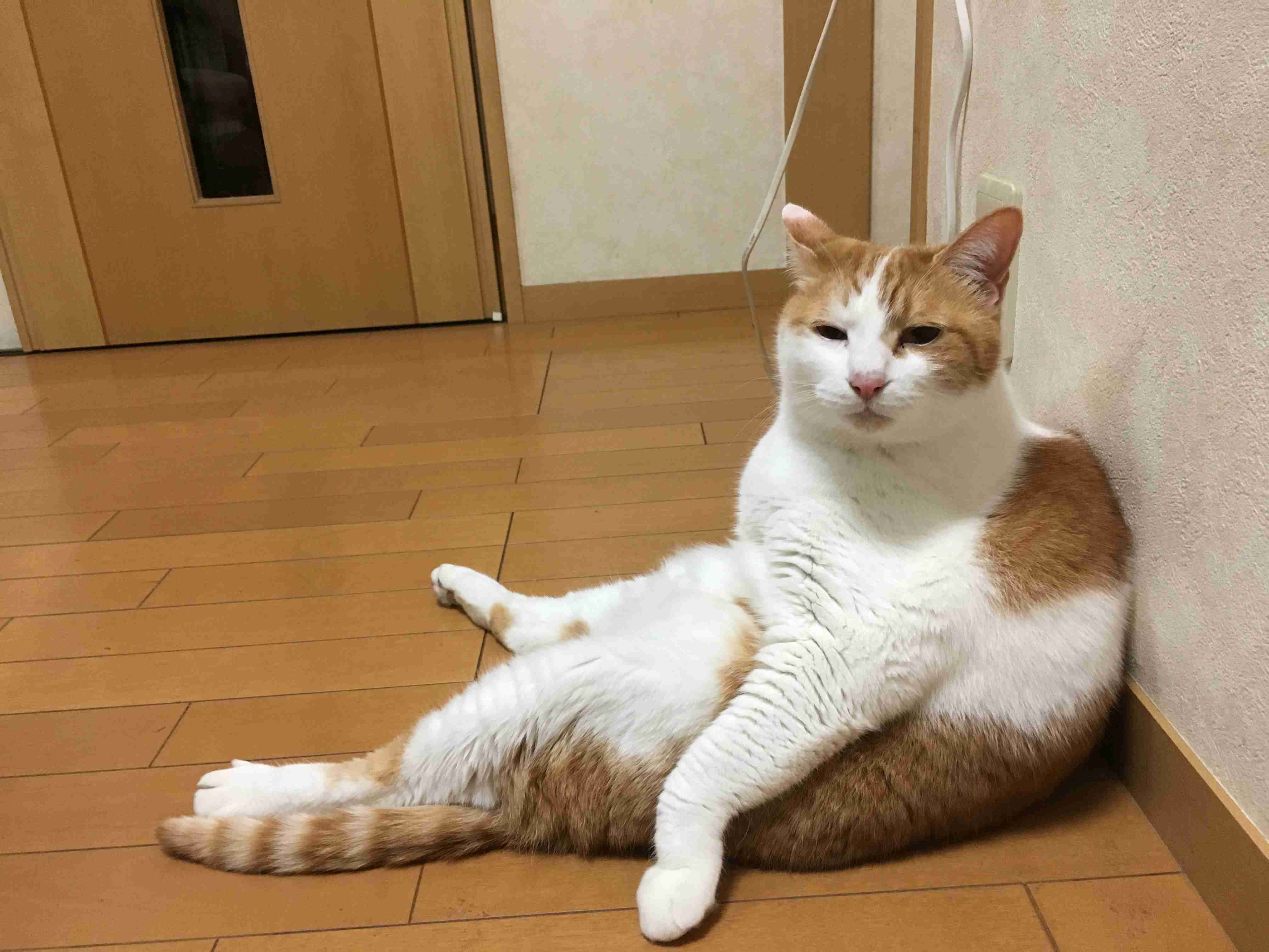 ペットの写真を貼っていくトピ