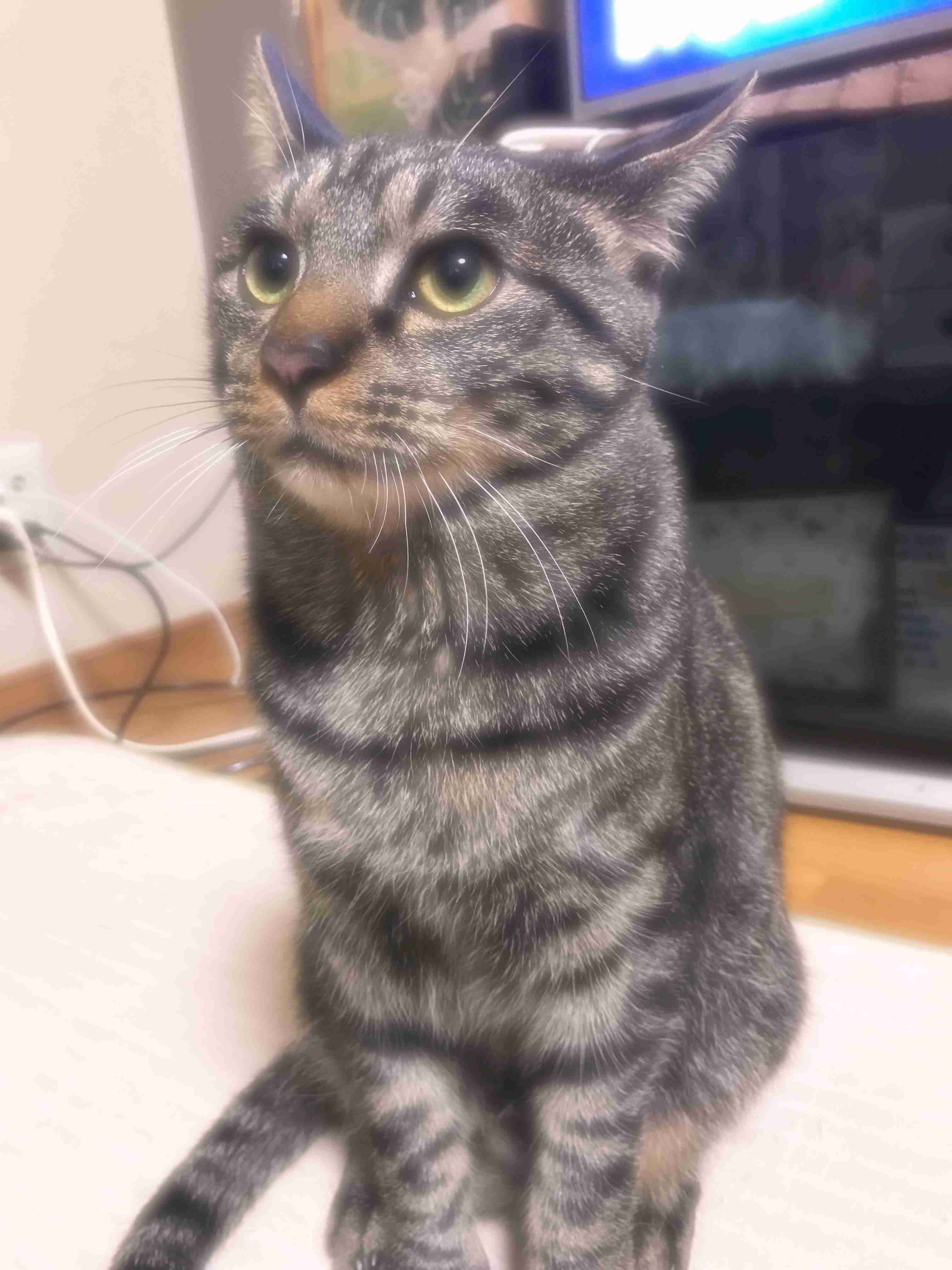 ペットの写真を貼っていくトピ