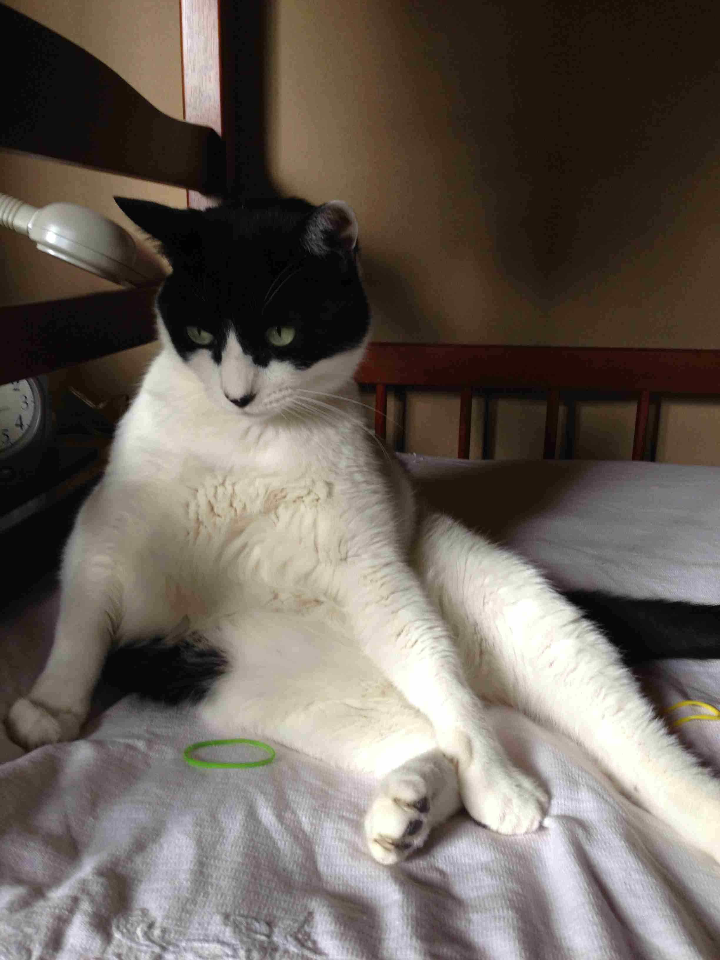 ペットの写真を貼っていくトピ