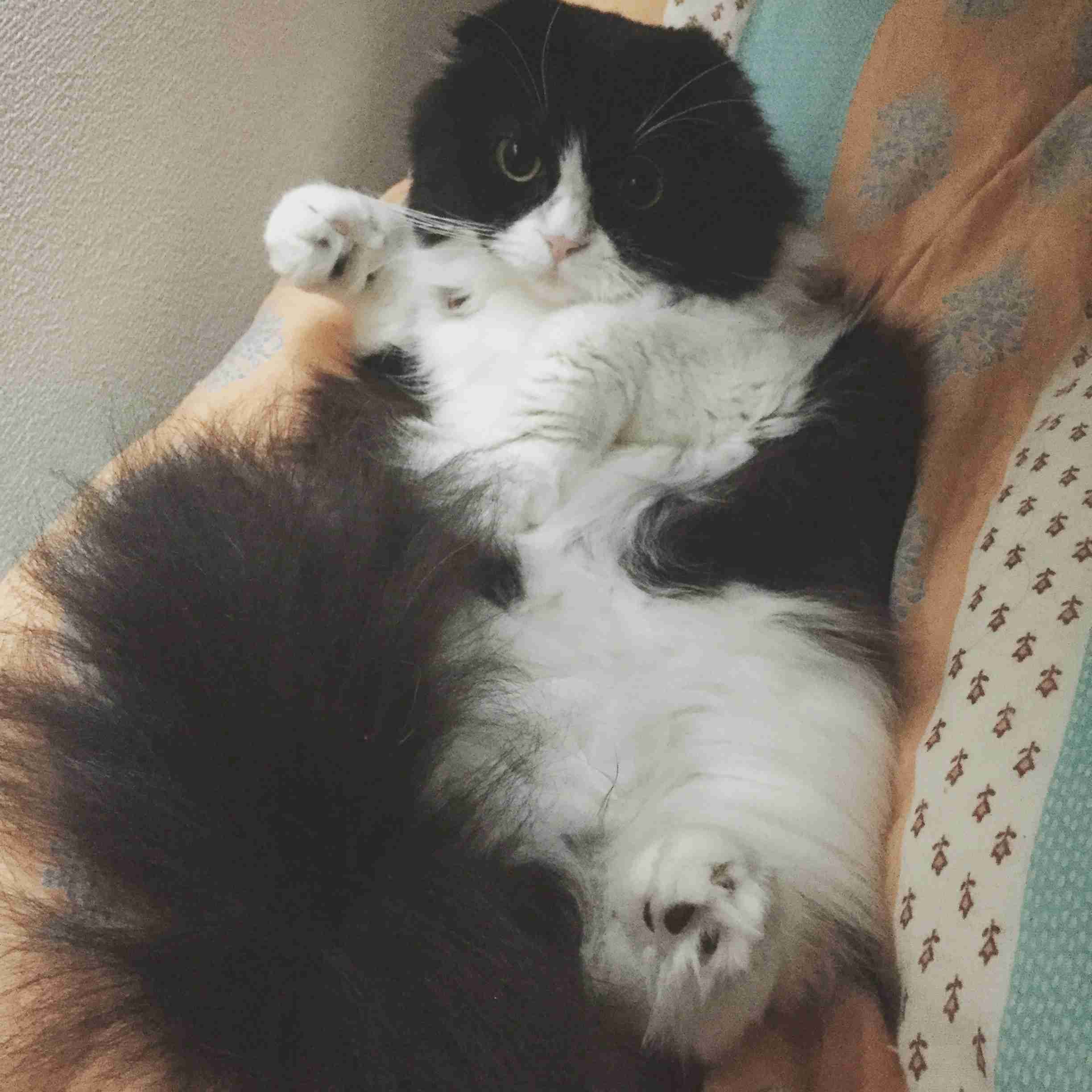 ペットの写真を貼っていくトピ