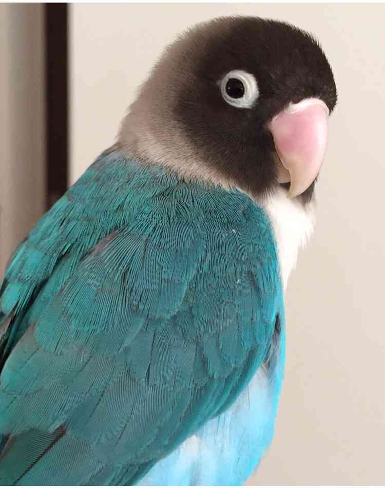 ペットの写真を貼っていくトピ