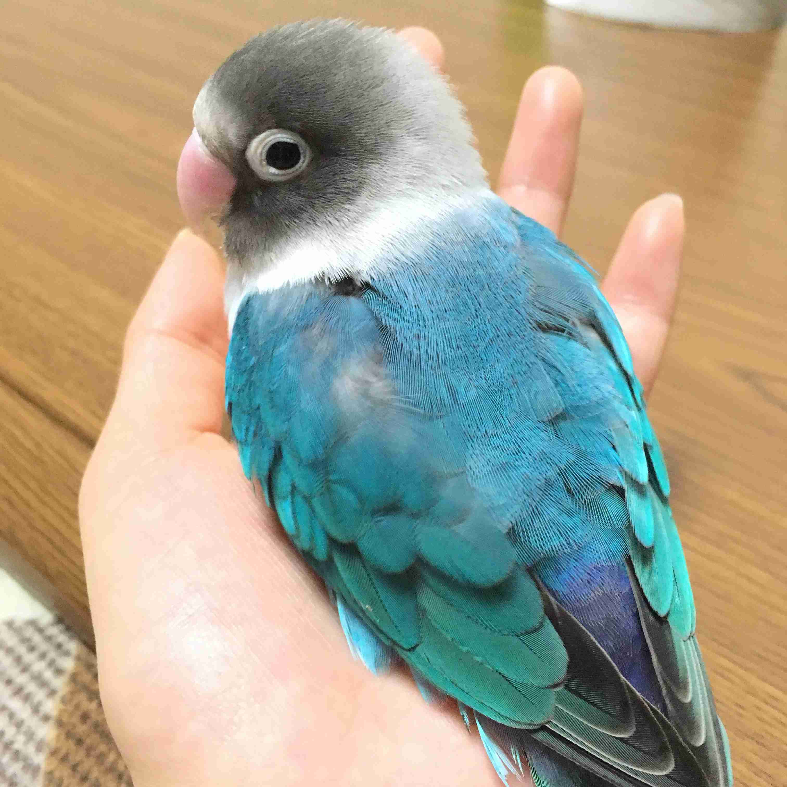 ペットの写真を貼っていくトピ