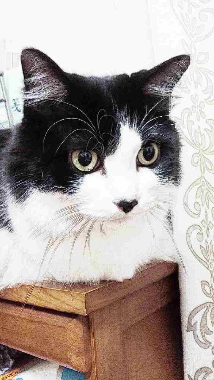 ペットの写真を貼っていくトピ