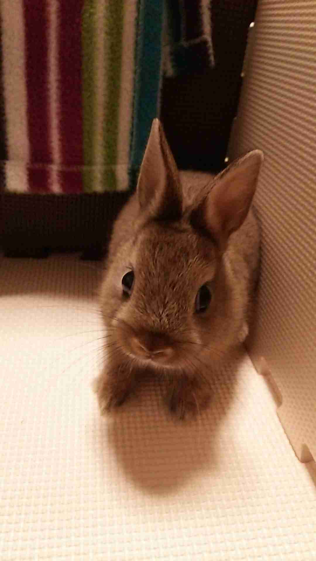 ペットの写真を貼っていくトピ