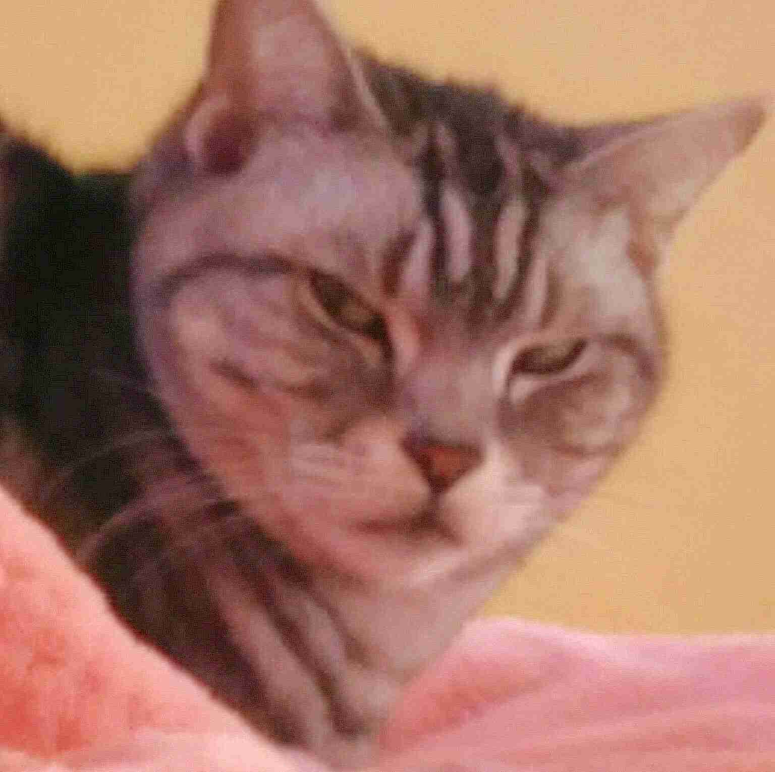 ペットの写真を貼っていくトピ
