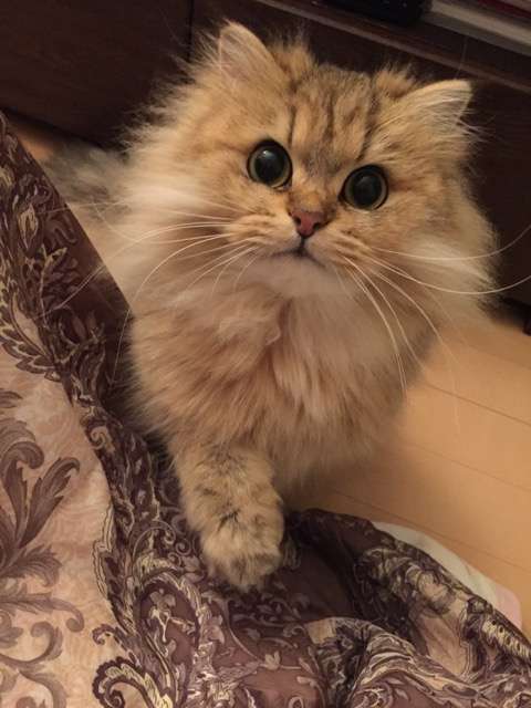 ペットの写真を貼っていくトピ