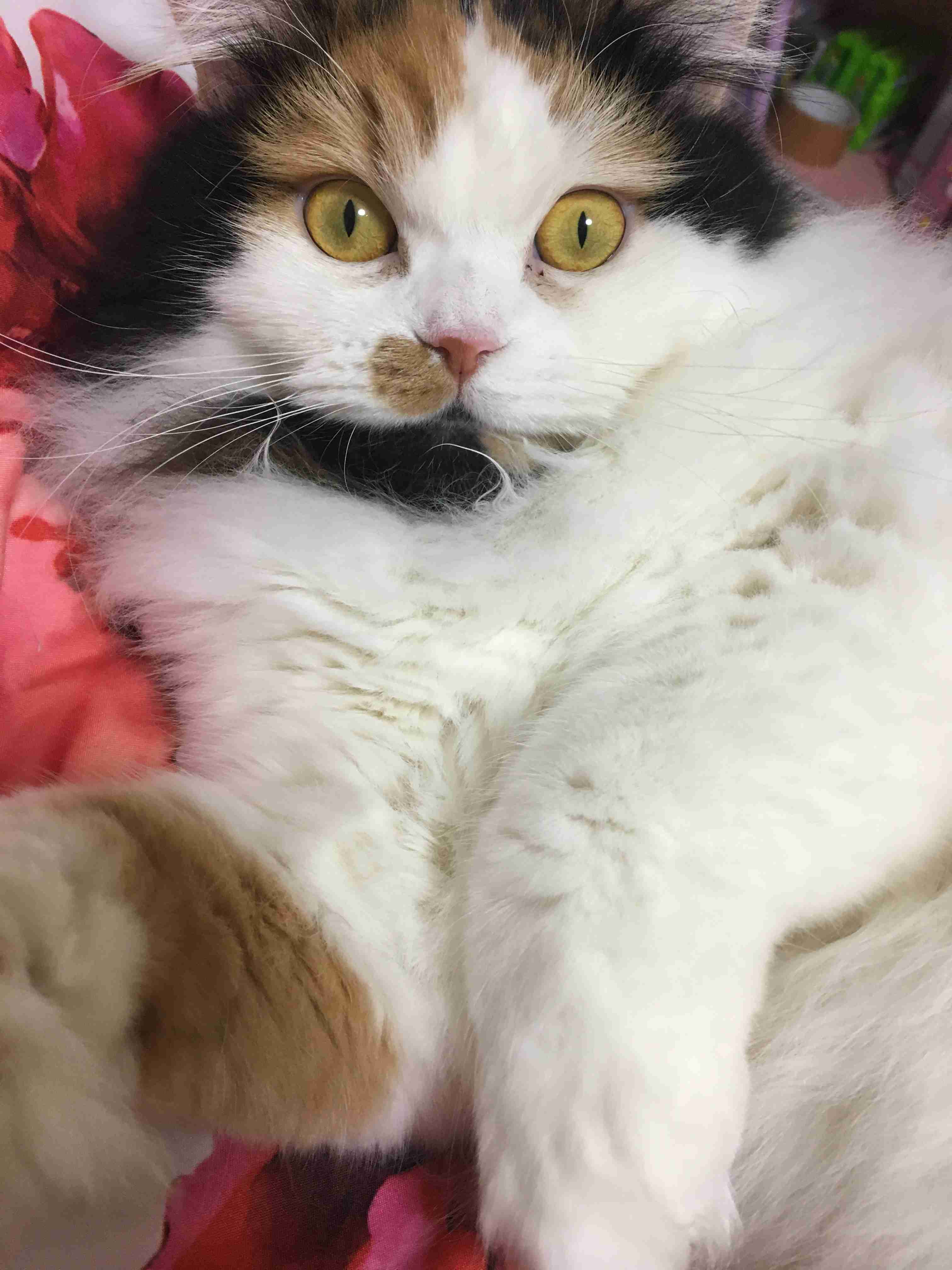 ペットの写真を貼っていくトピ