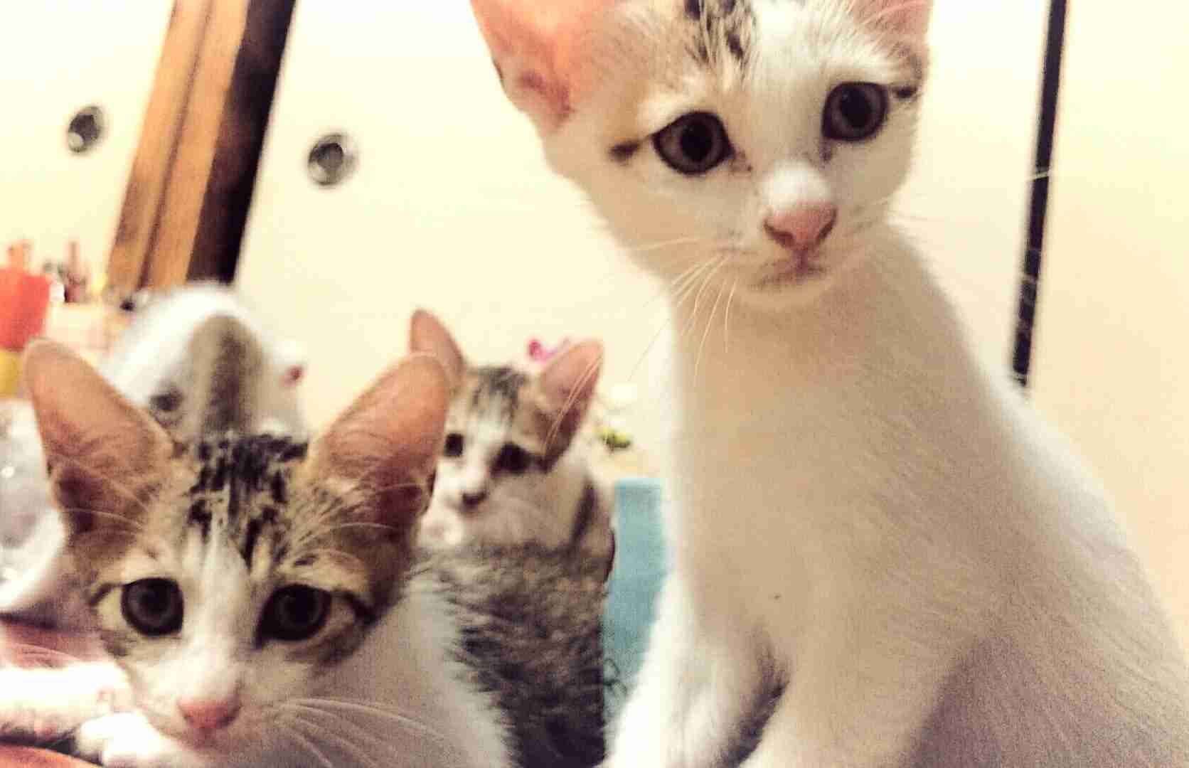 ペットの写真を貼っていくトピ