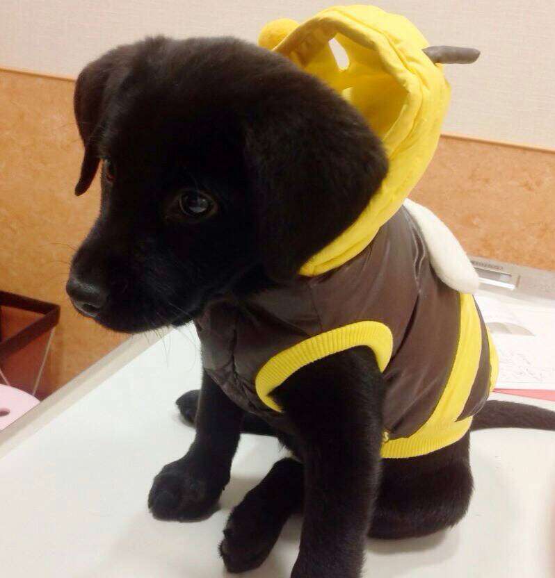 ペットの写真を貼っていくトピ