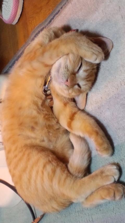 ペットの写真を貼っていくトピ