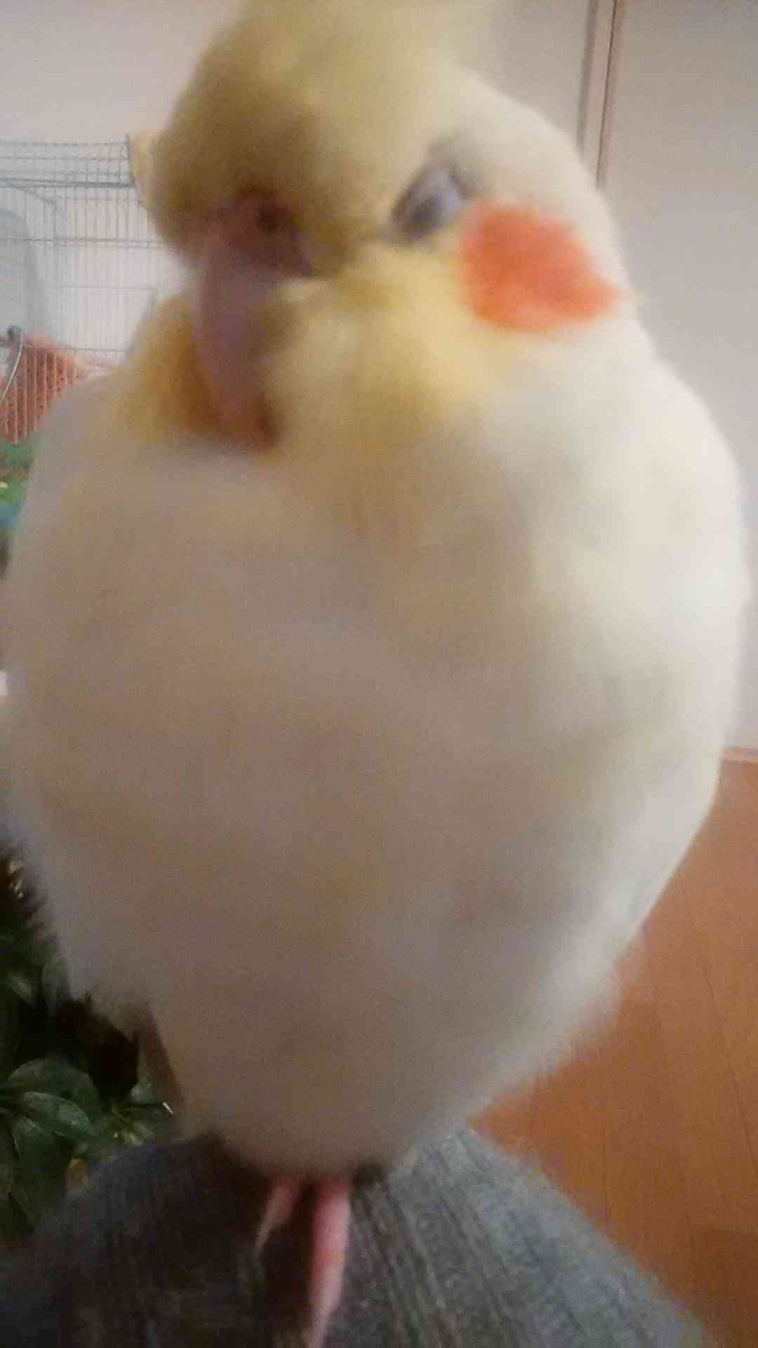 ペットの写真を貼っていくトピ