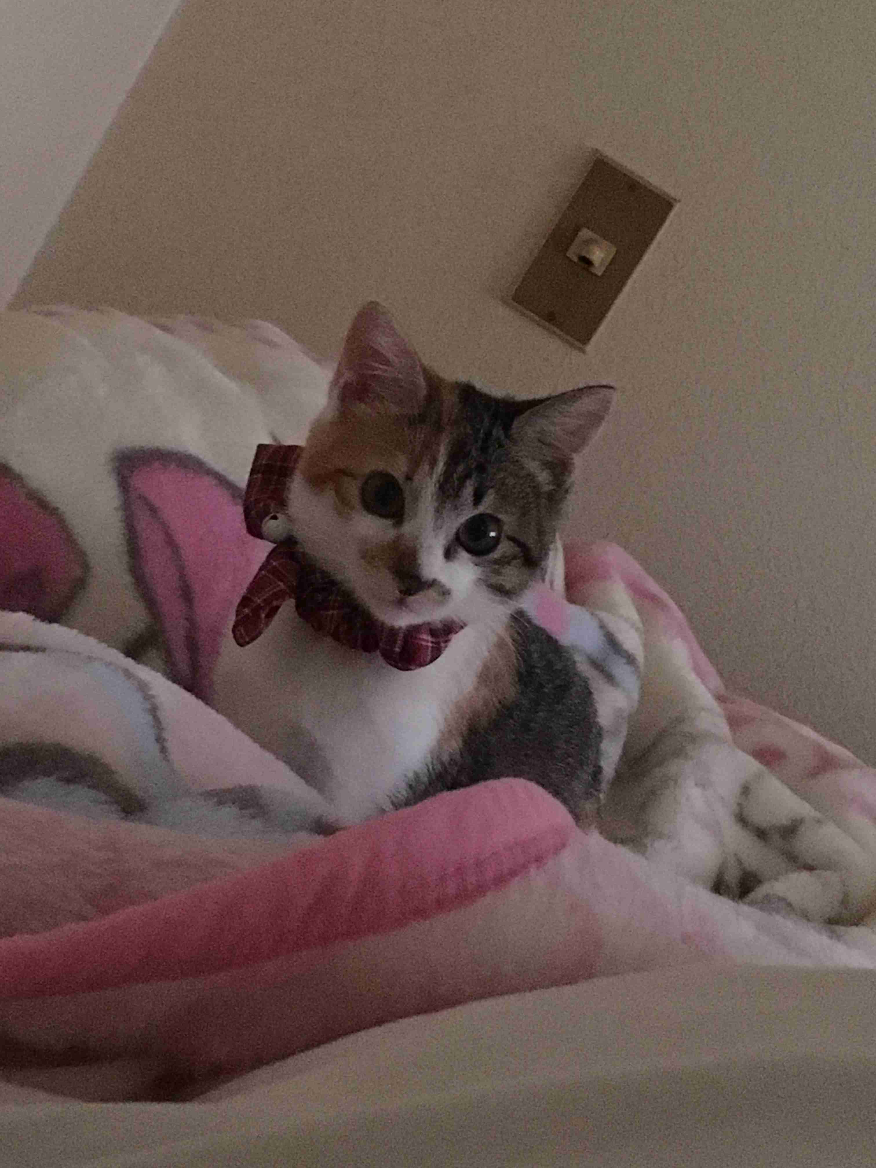 ペットの写真を貼っていくトピ