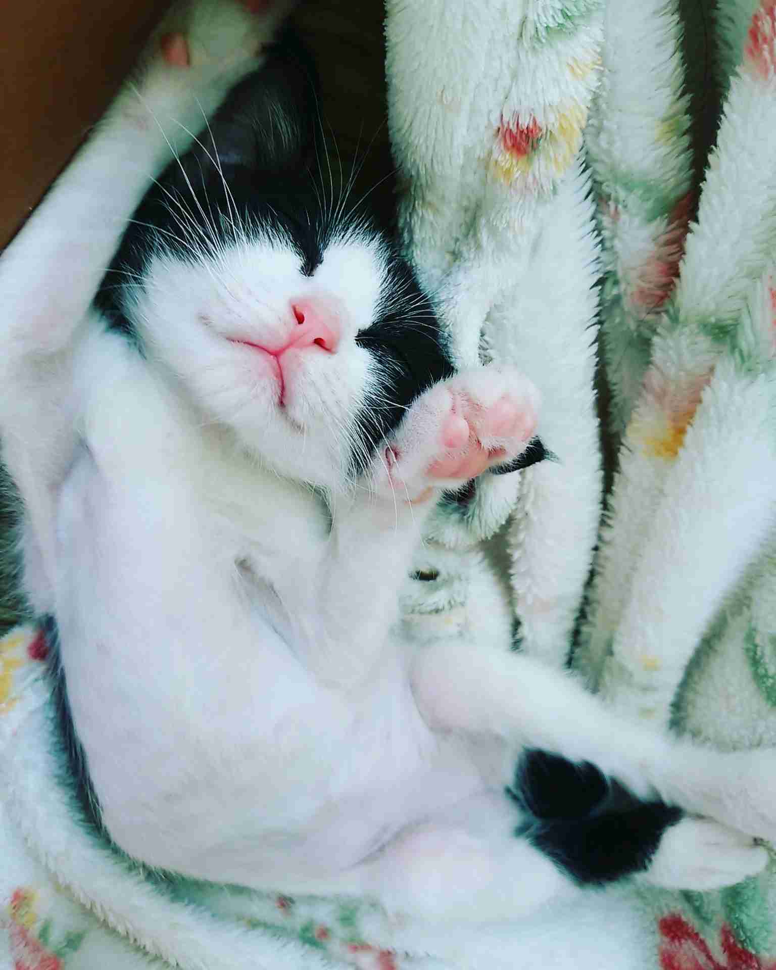 ペットの写真を貼っていくトピ