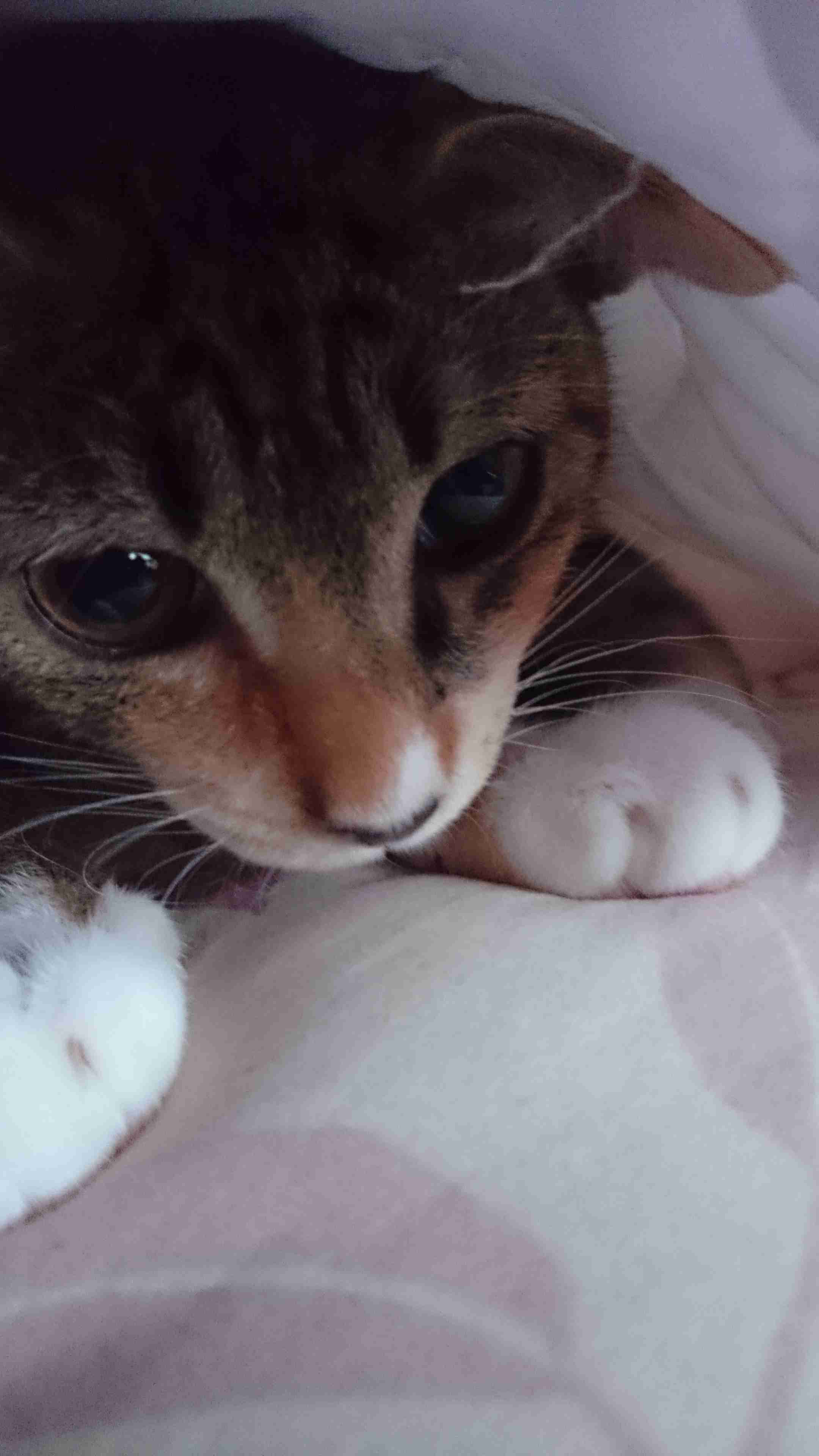 ペットの写真を貼っていくトピ