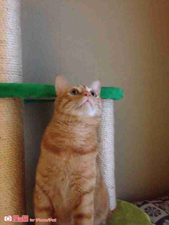 ペットの写真を貼っていくトピ