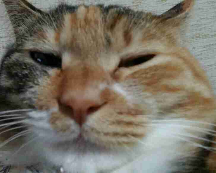 ペットの写真を貼っていくトピ