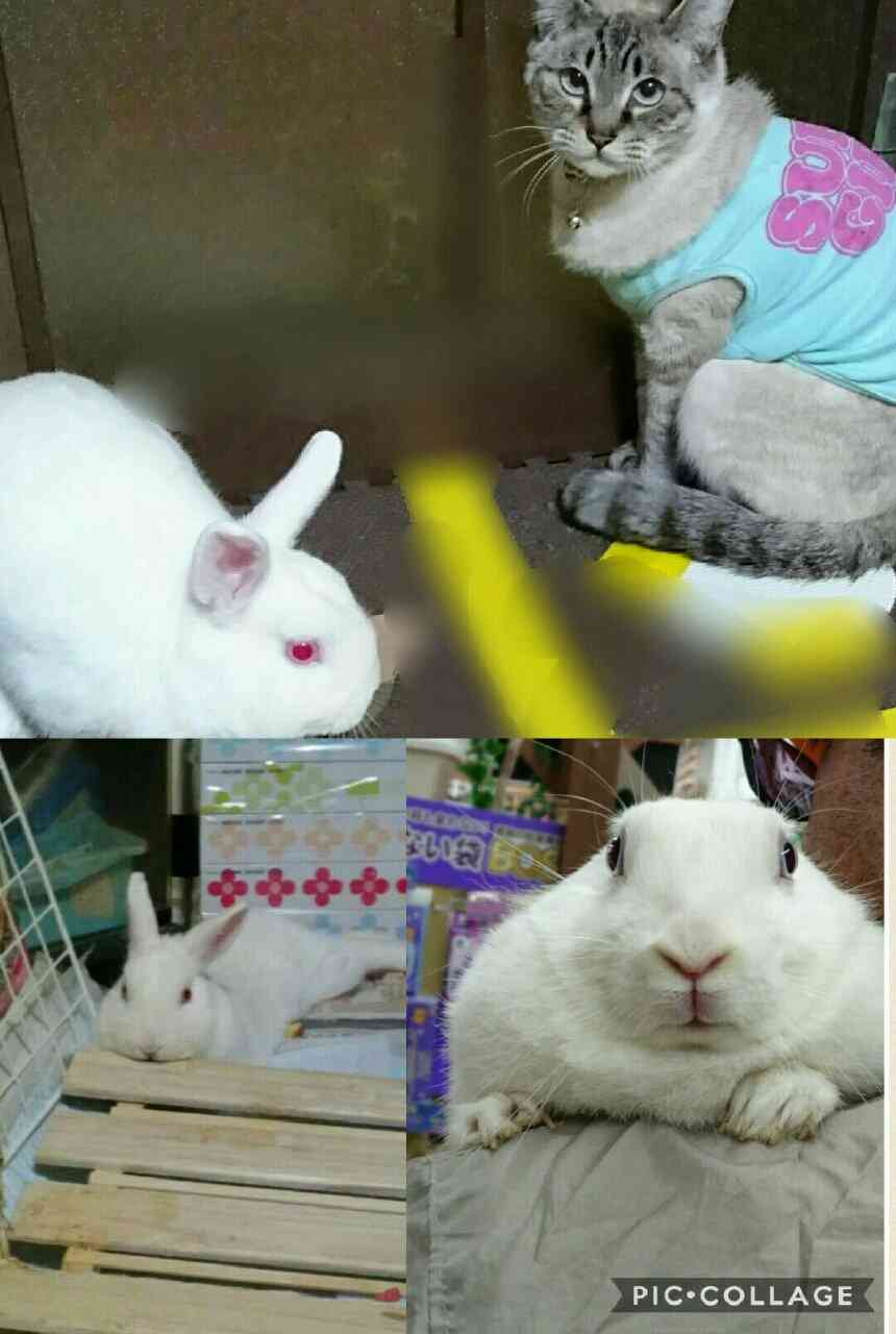 ペットの写真を貼っていくトピ