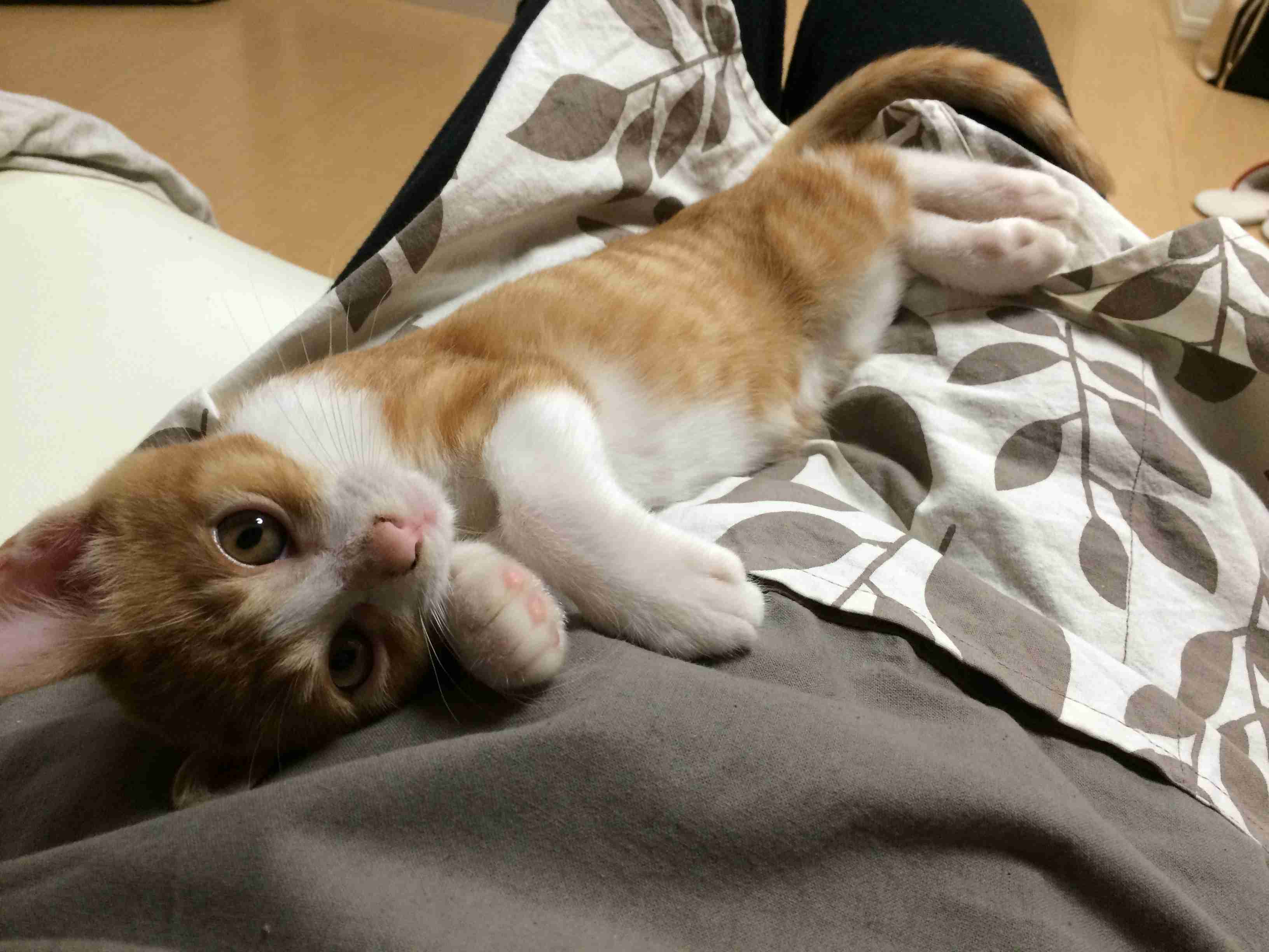 ペットの写真を貼っていくトピ