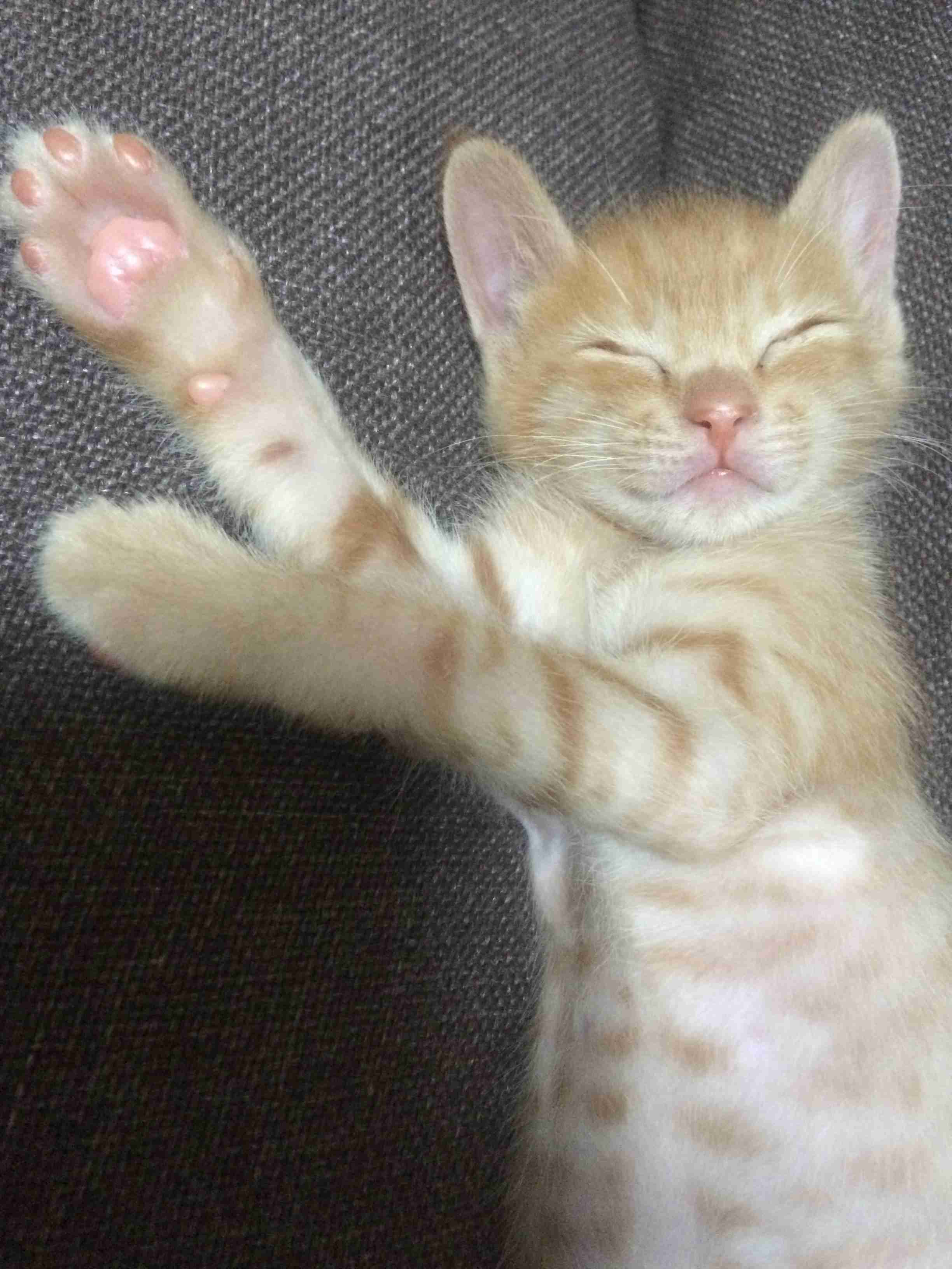 ペットの写真を貼っていくトピ